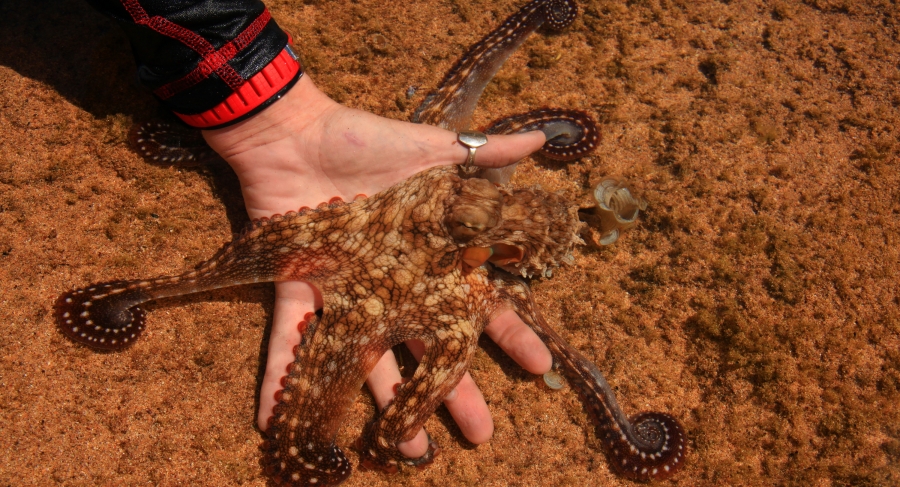 an octopus moves over a woman's outstretched hand under water